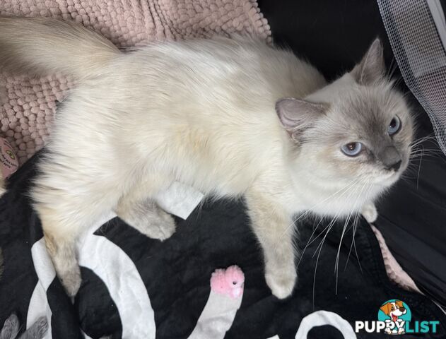 Gorgeous RAGCOON kittens