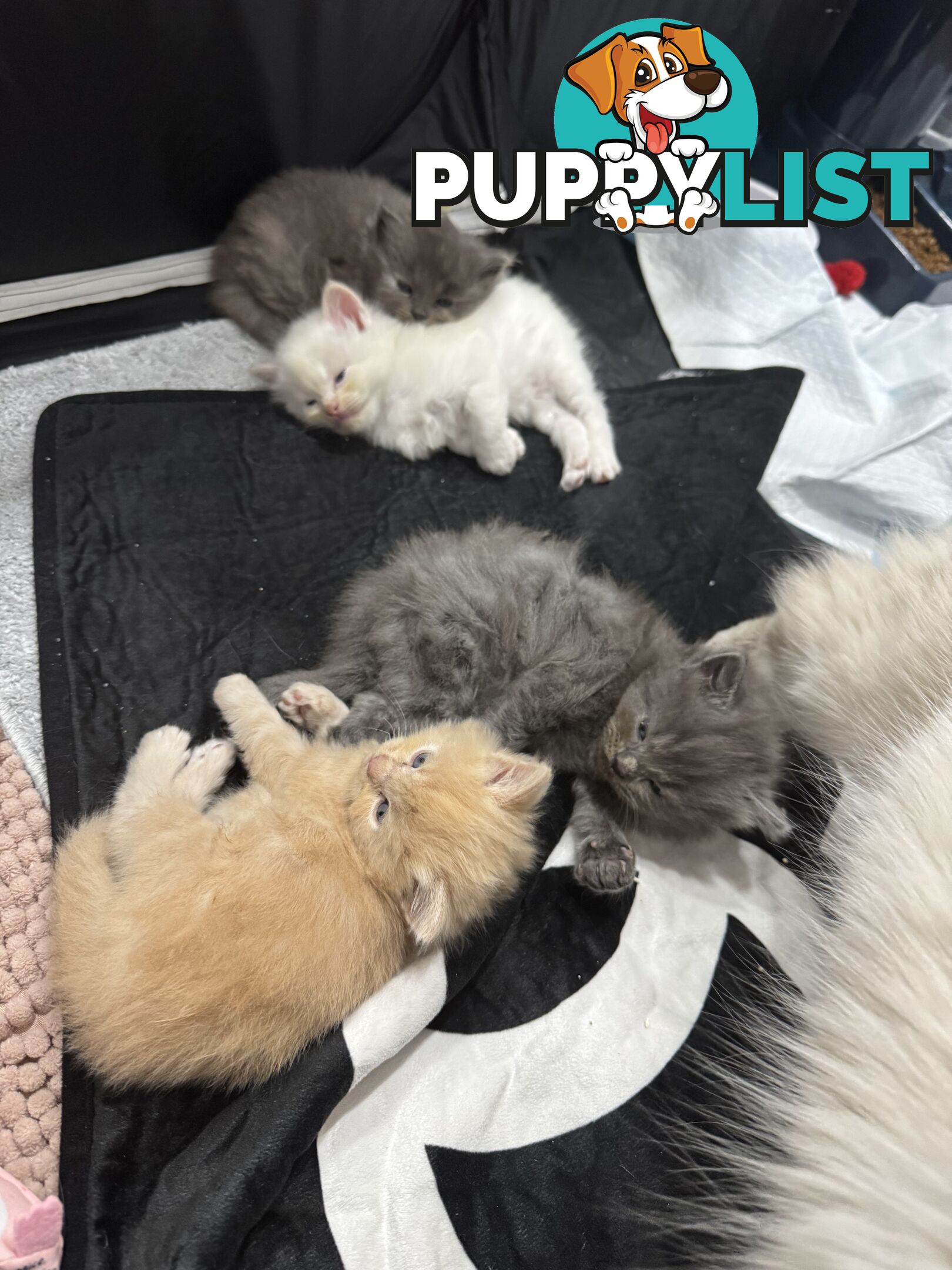 Gorgeous RAGCOON kittens