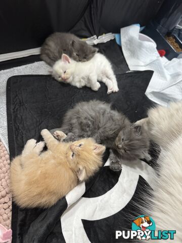 Gorgeous RAGCOON kittens