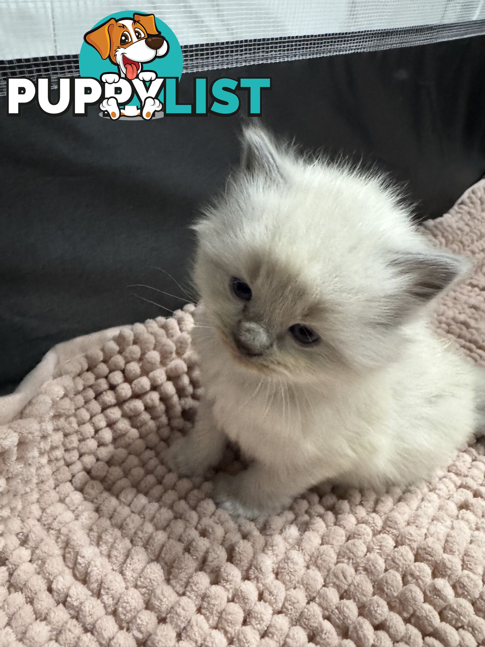 Gorgeous RAGCOON kittens