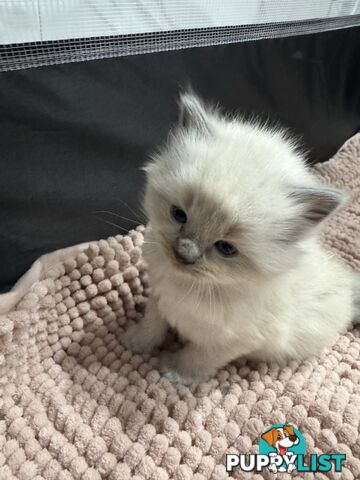 Gorgeous RAGCOON kittens