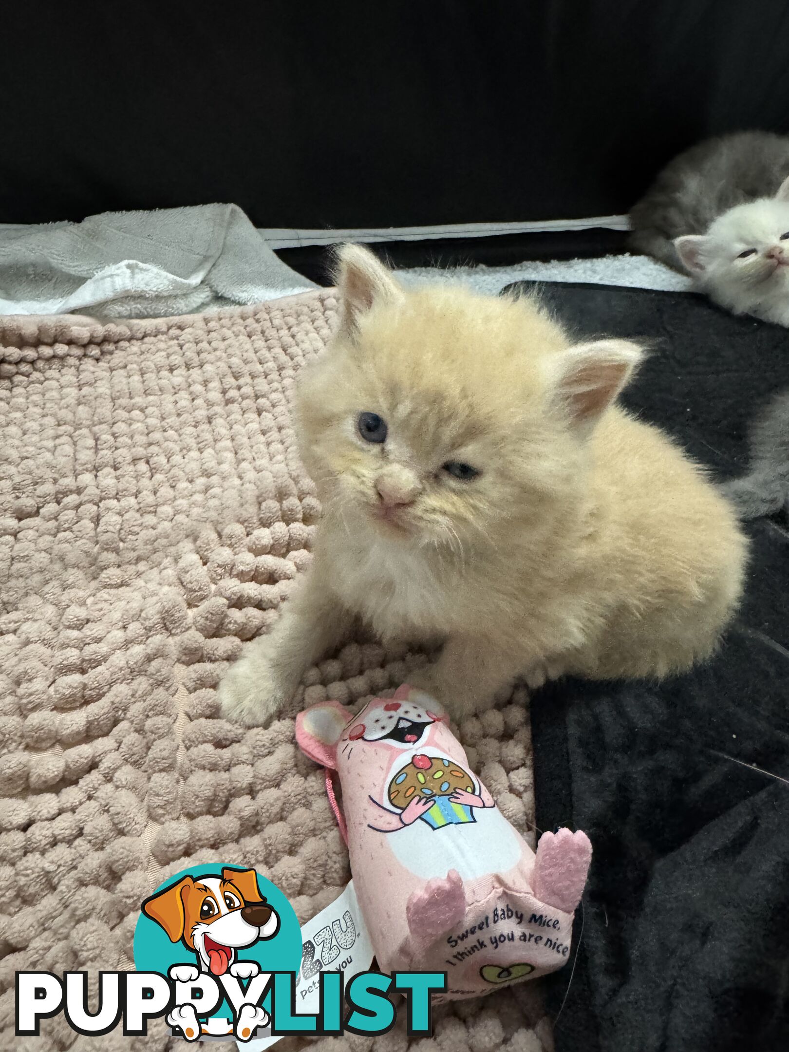 Gorgeous RAGCOON kittens