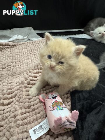Gorgeous RAGCOON kittens
