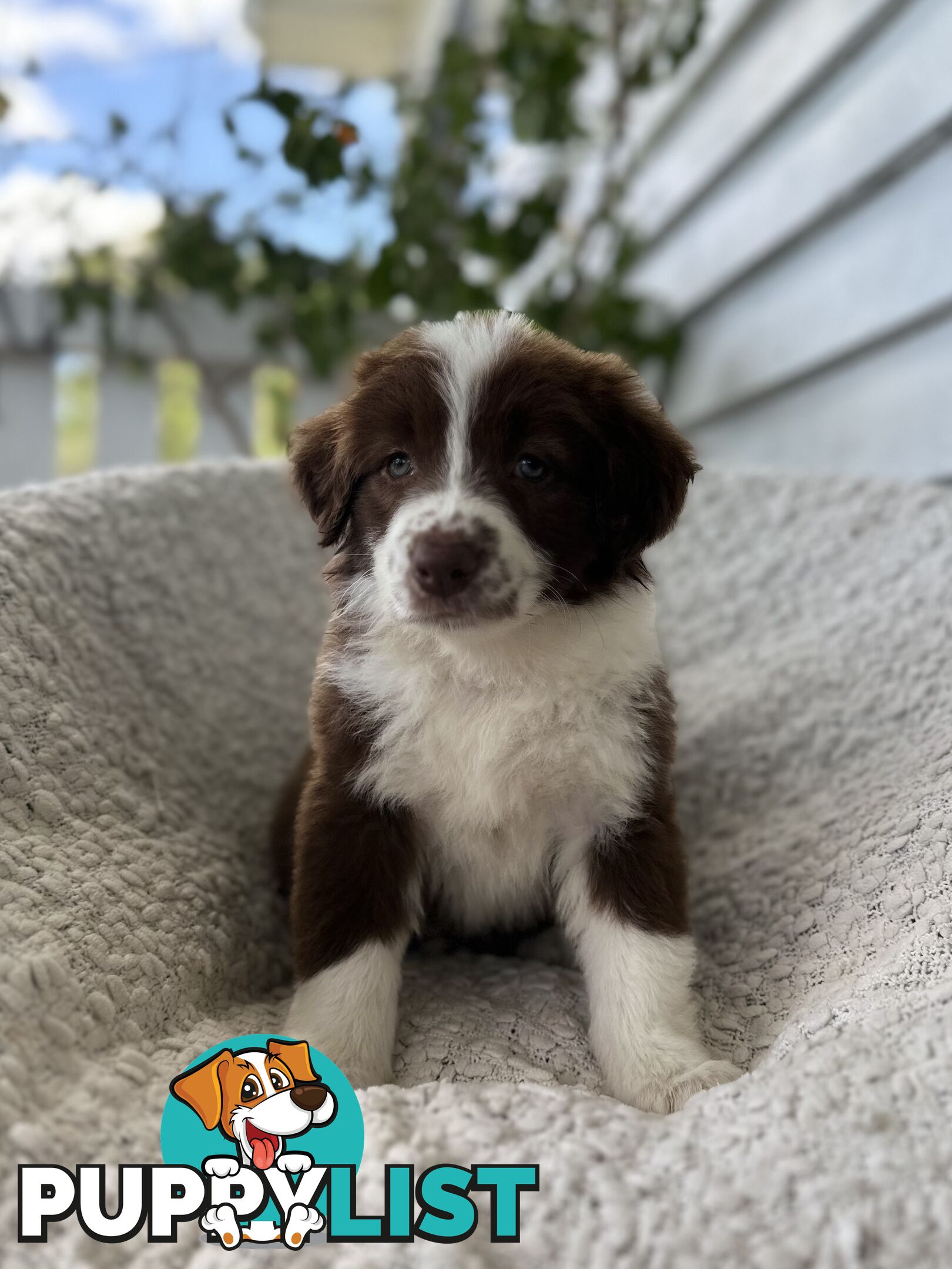 Purebred Border Collie Puppies