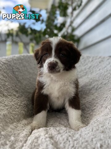 Purebred Border Collie Puppies