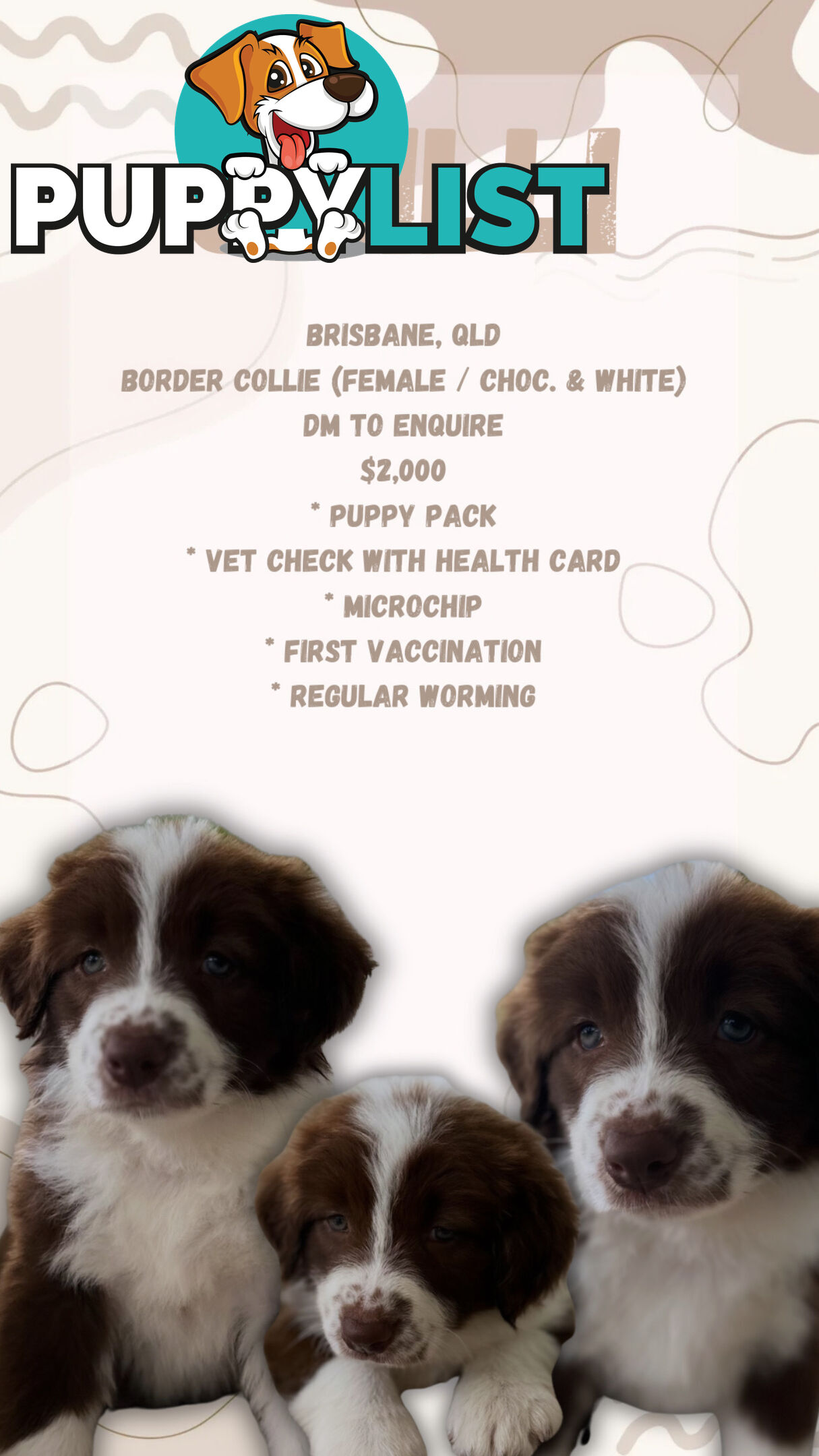 Purebred Border Collie Puppies