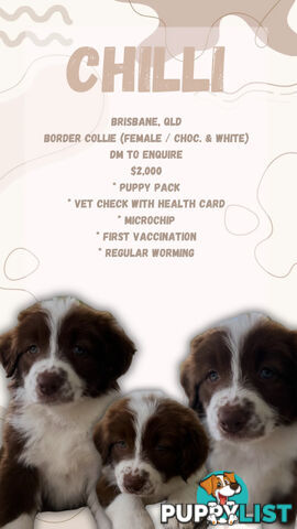 Purebred Border Collie Puppies