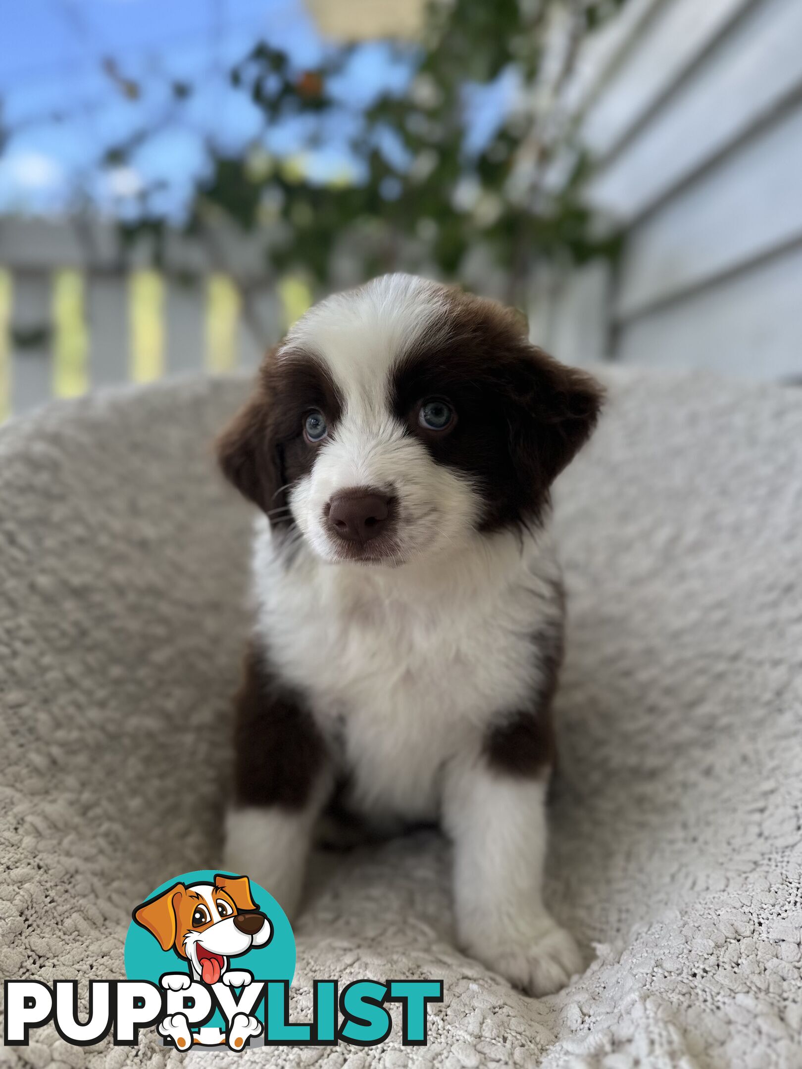 Purebred Border Collie Puppies