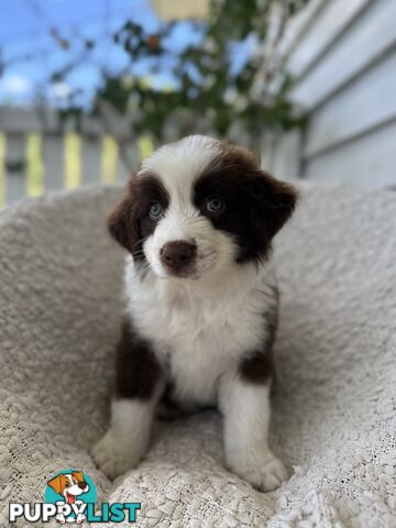 Purebred Border Collie Puppies