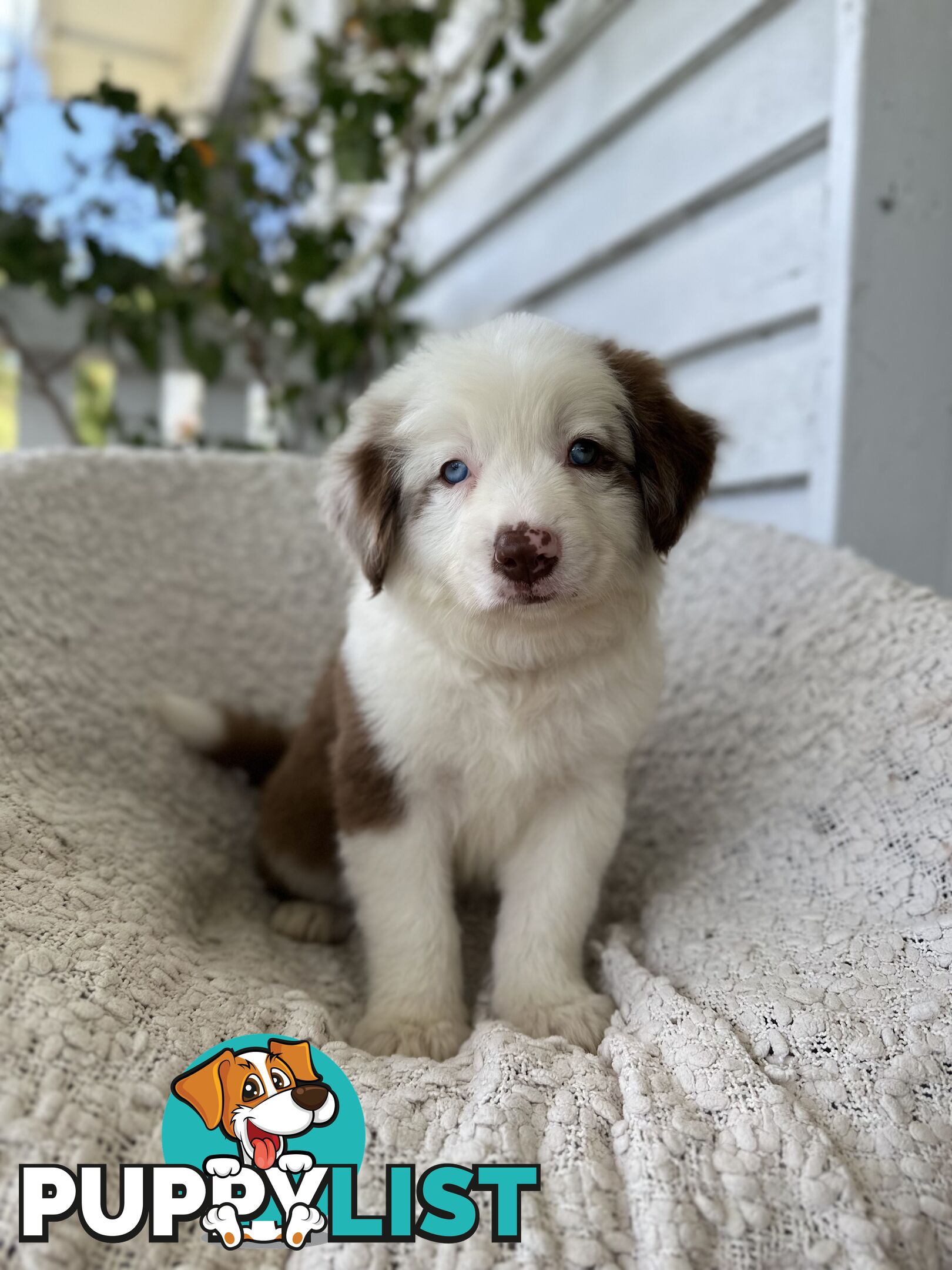 Purebred Border Collie Puppies