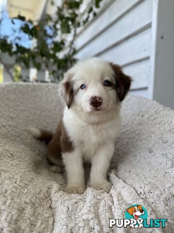 Purebred Border Collie Puppies