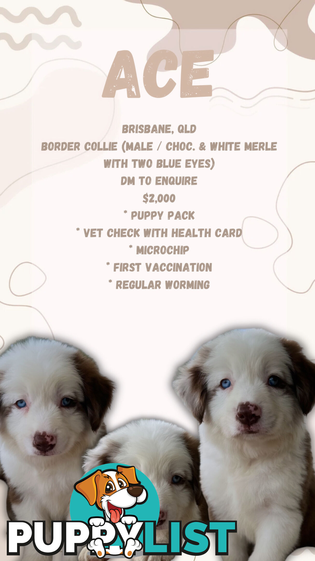 Purebred Border Collie Puppies