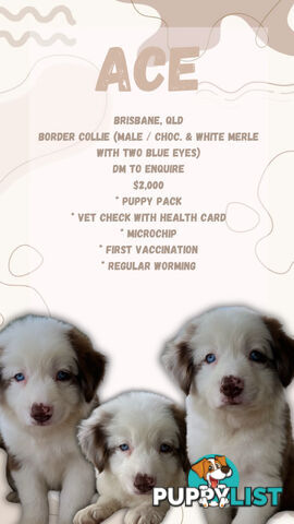 Purebred Border Collie Puppies