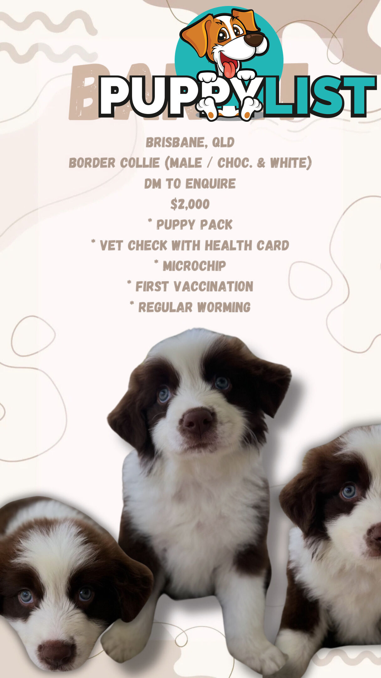 Purebred Border Collie Puppies