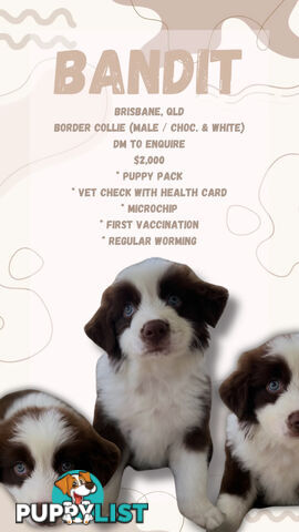 Purebred Border Collie Puppies