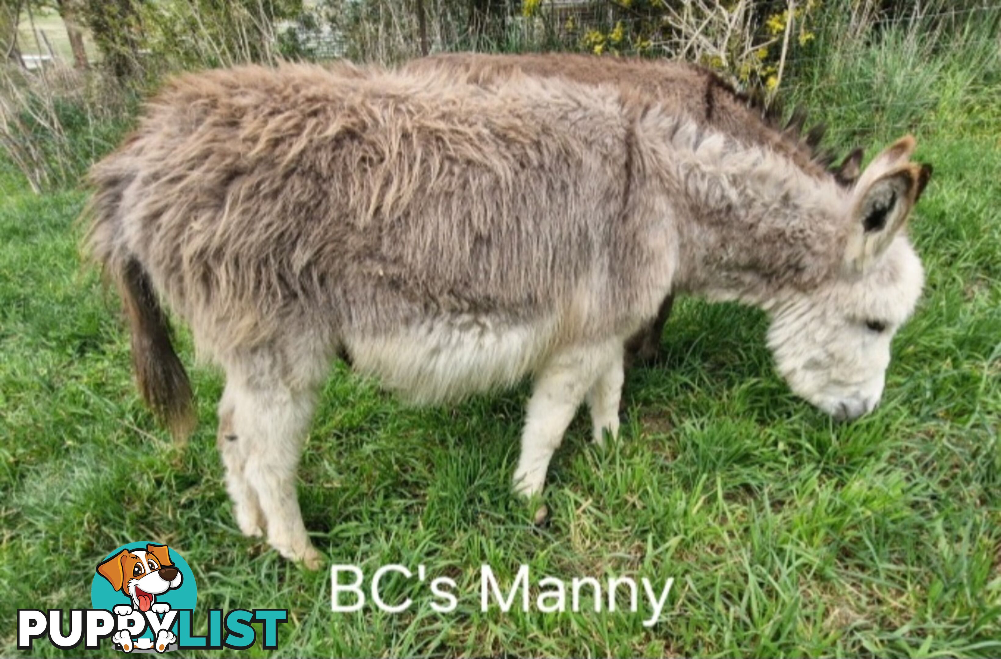 3x gelded mini donkeys