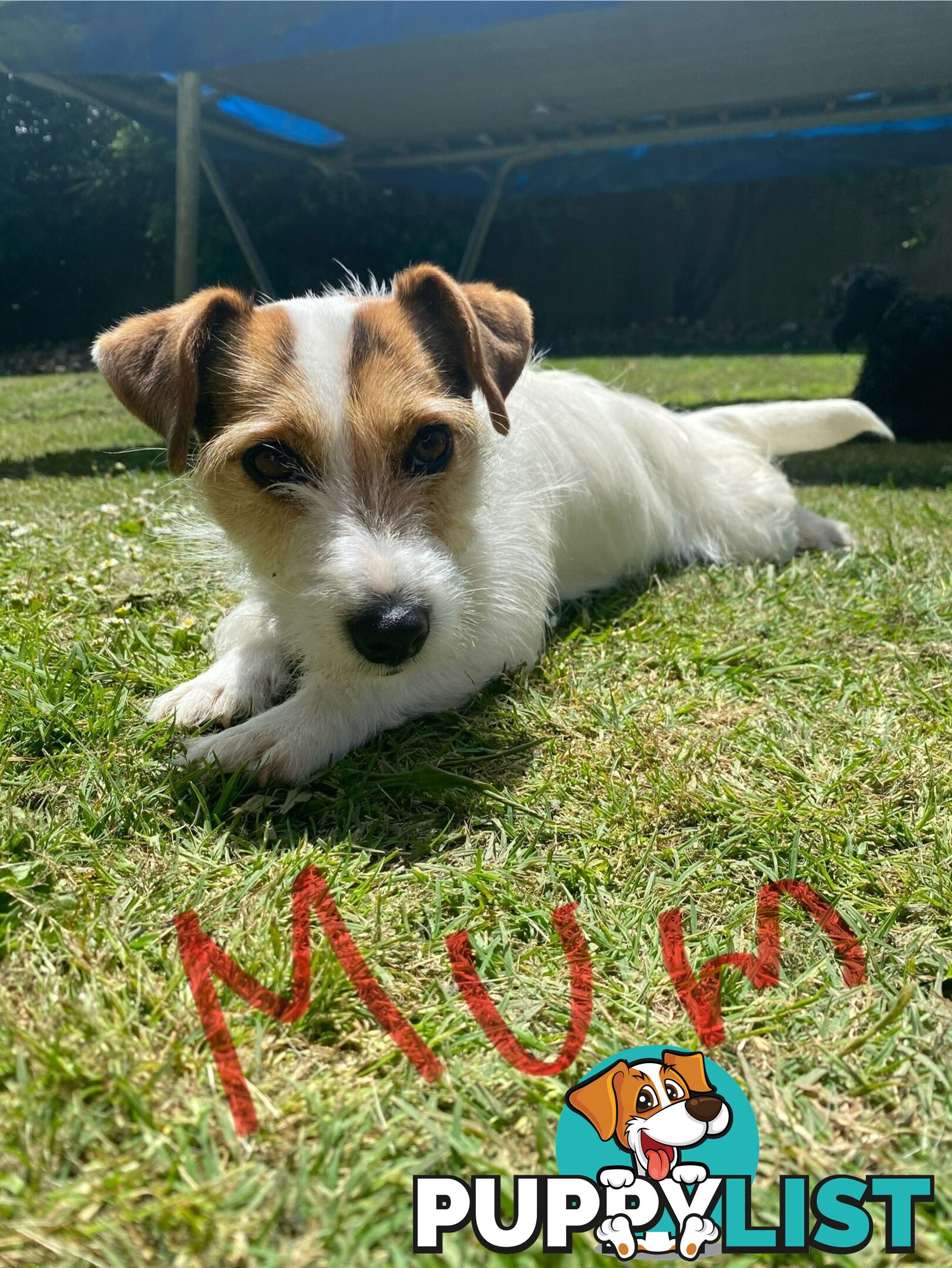 Jack Russell Puppies