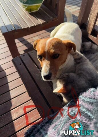 Jack Russell Puppies