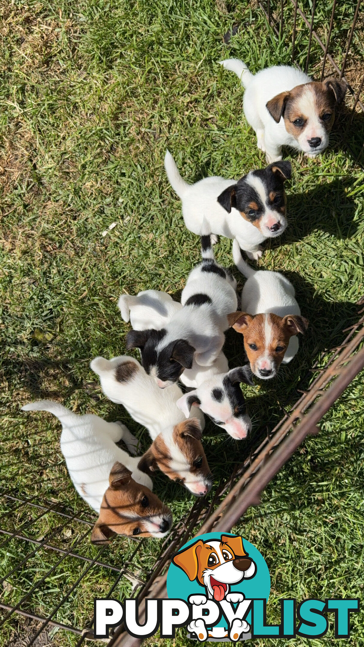 Jack Russell Puppies