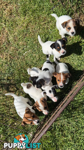 Jack Russell Puppies