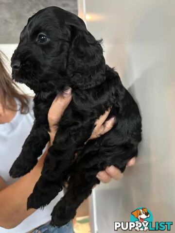 4 X Beautiful Spoodle Puppies Looking For Their Forever Home!