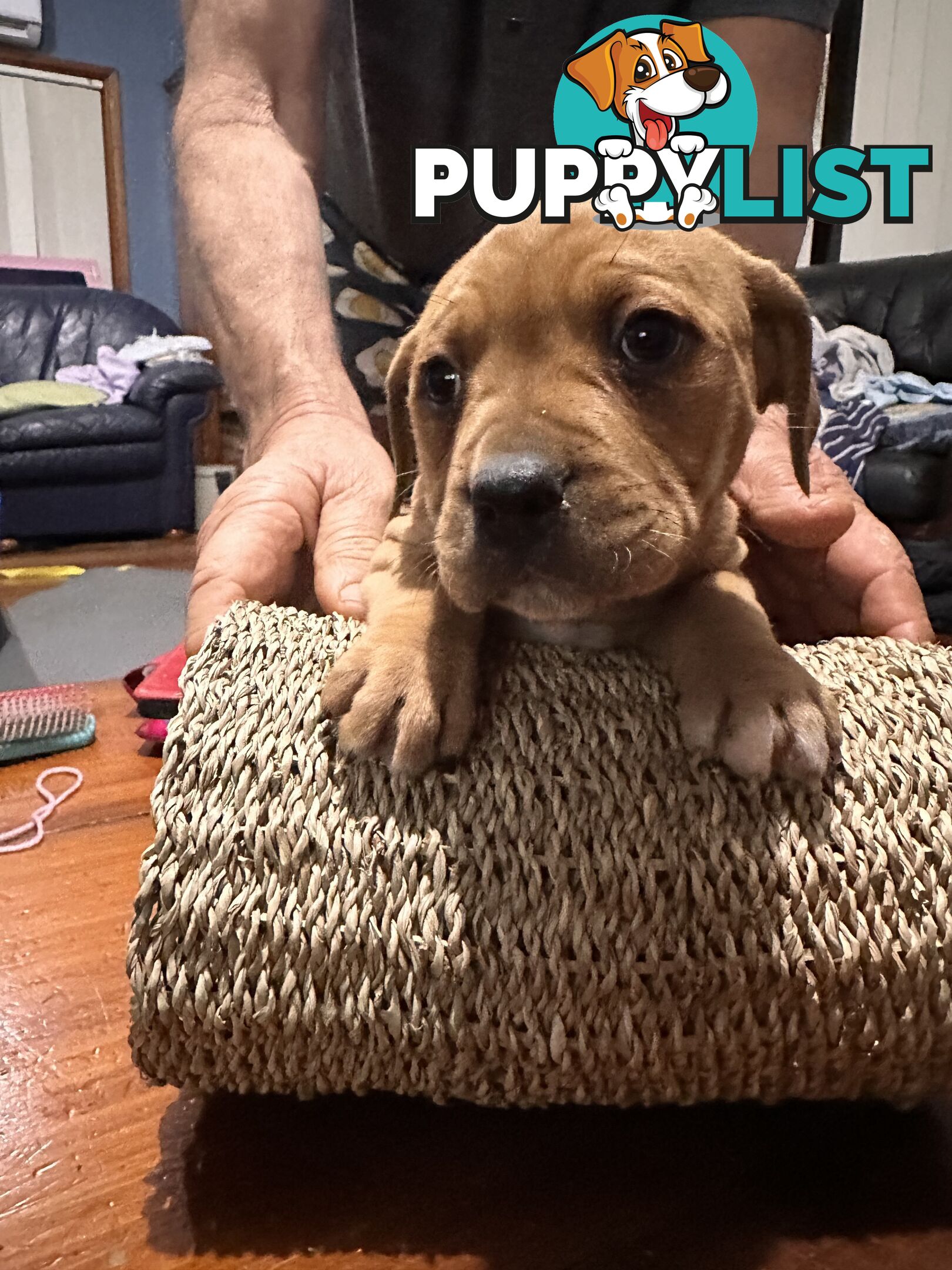 Staffy x Foxy - 7 weeks old
