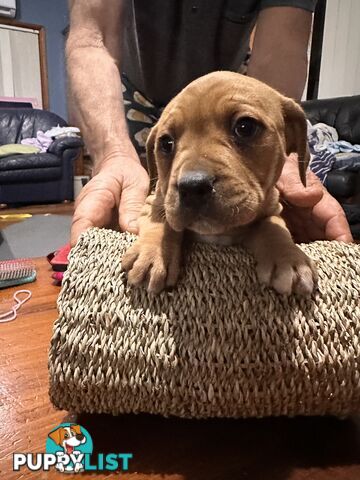 Staffy x Foxy - 7 weeks old