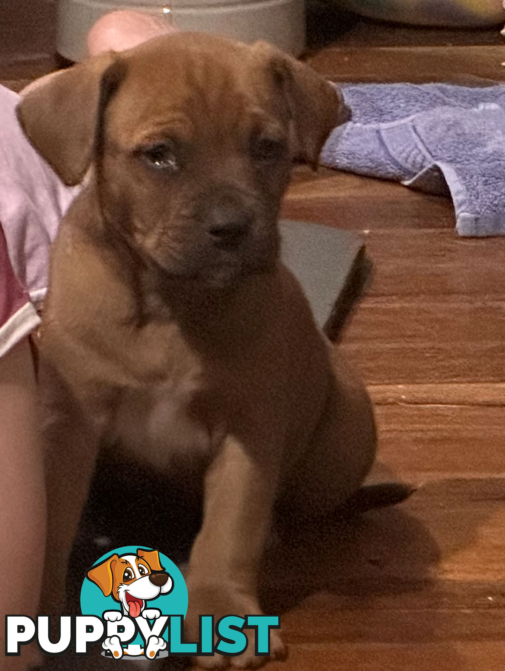 Staffy x Foxy - 7 weeks old