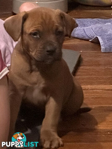 Staffy x Foxy - 7 weeks old