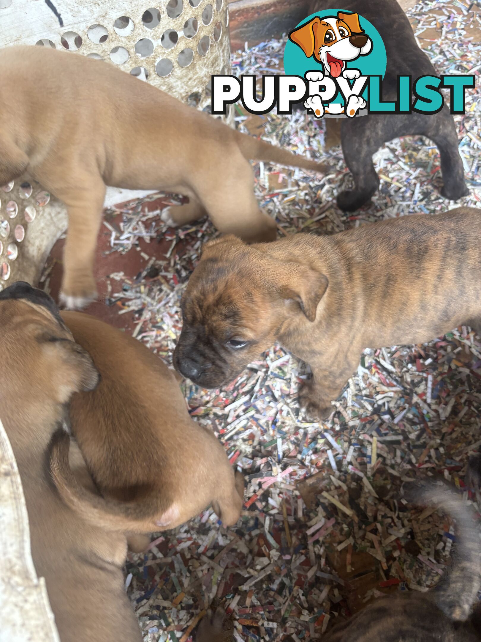 Staffy x Foxy - 7 weeks old