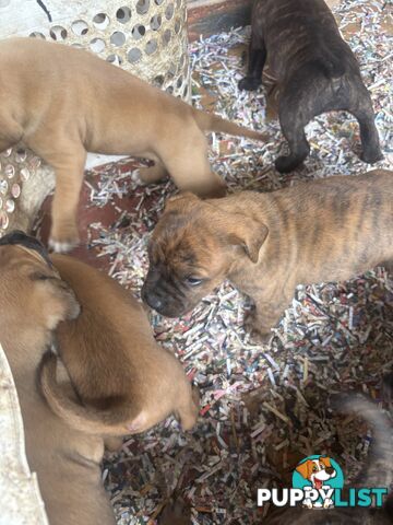 Staffy x Foxy - 7 weeks old