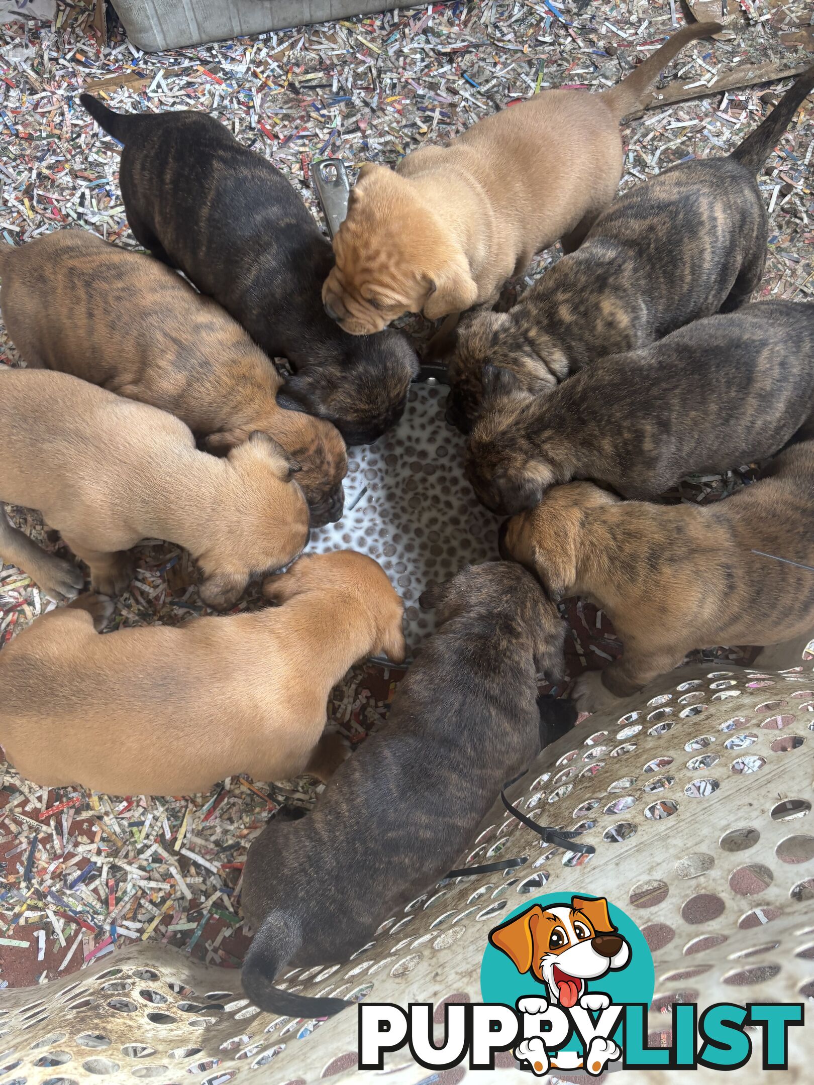 Staffy x Foxy - 7 weeks old