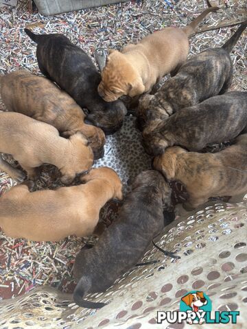 Staffy x Foxy - 7 weeks old