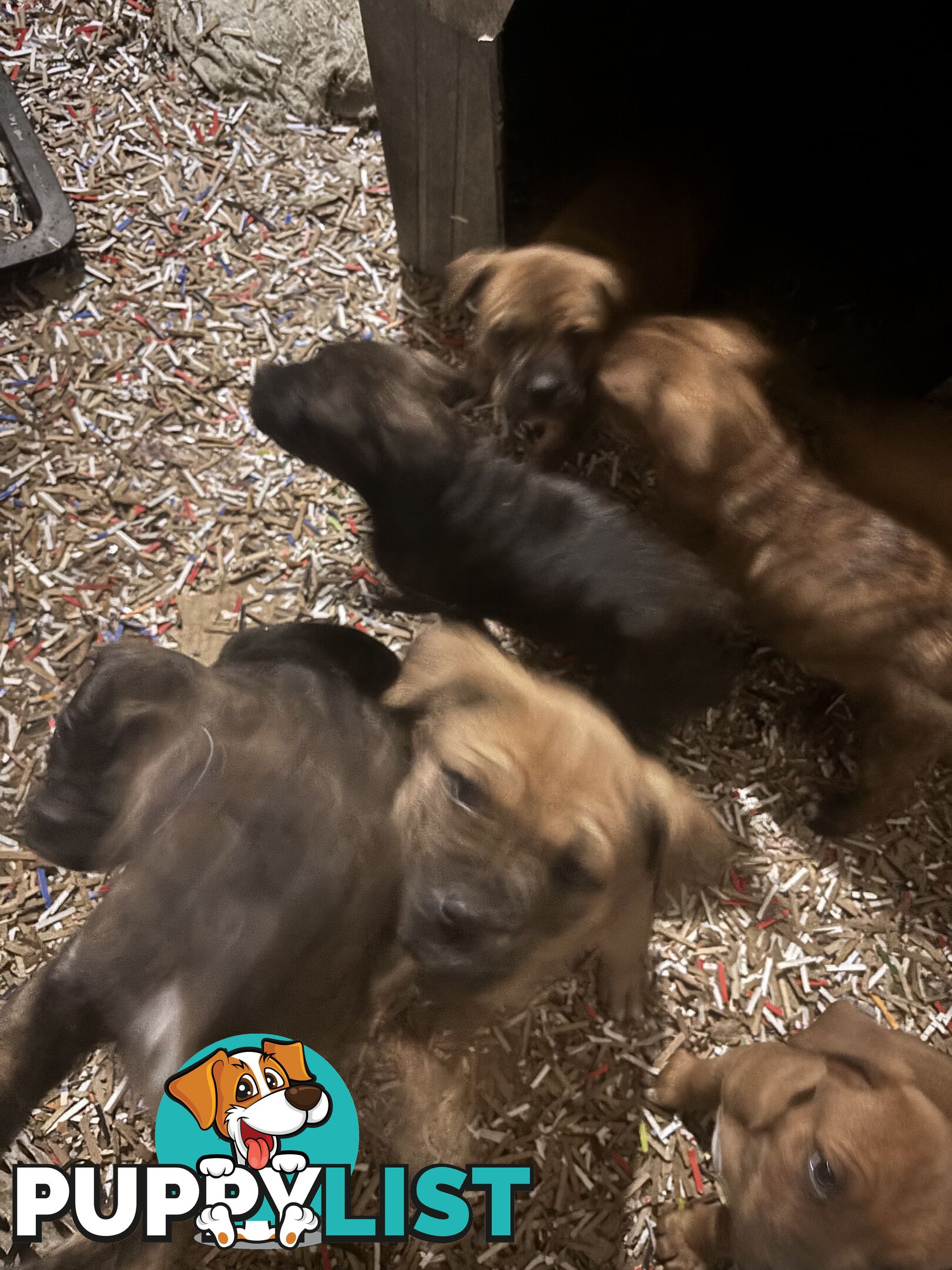 Staffy x Foxy - 7 weeks old