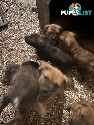 Staffy x Foxy - 7 weeks old