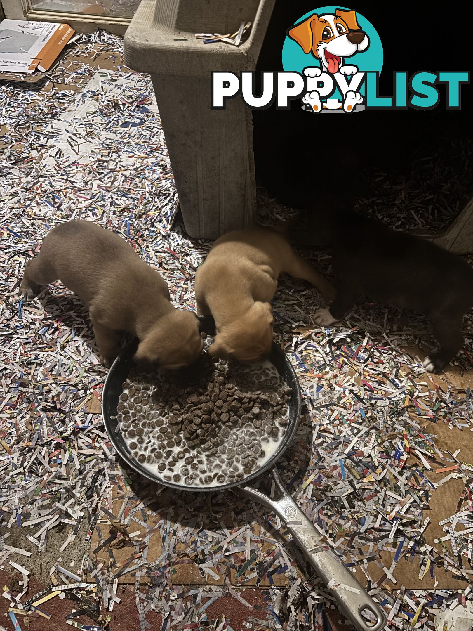 Staffy x Foxy - 7 weeks old