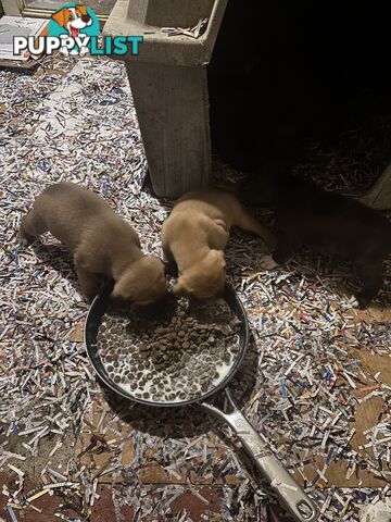 Staffy x Foxy - 7 weeks old