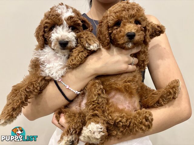 ***Gorgeous Toy Cavoodle Puppies ***