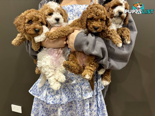 *** Four Adorable Toy Cavoodle Puppies ***