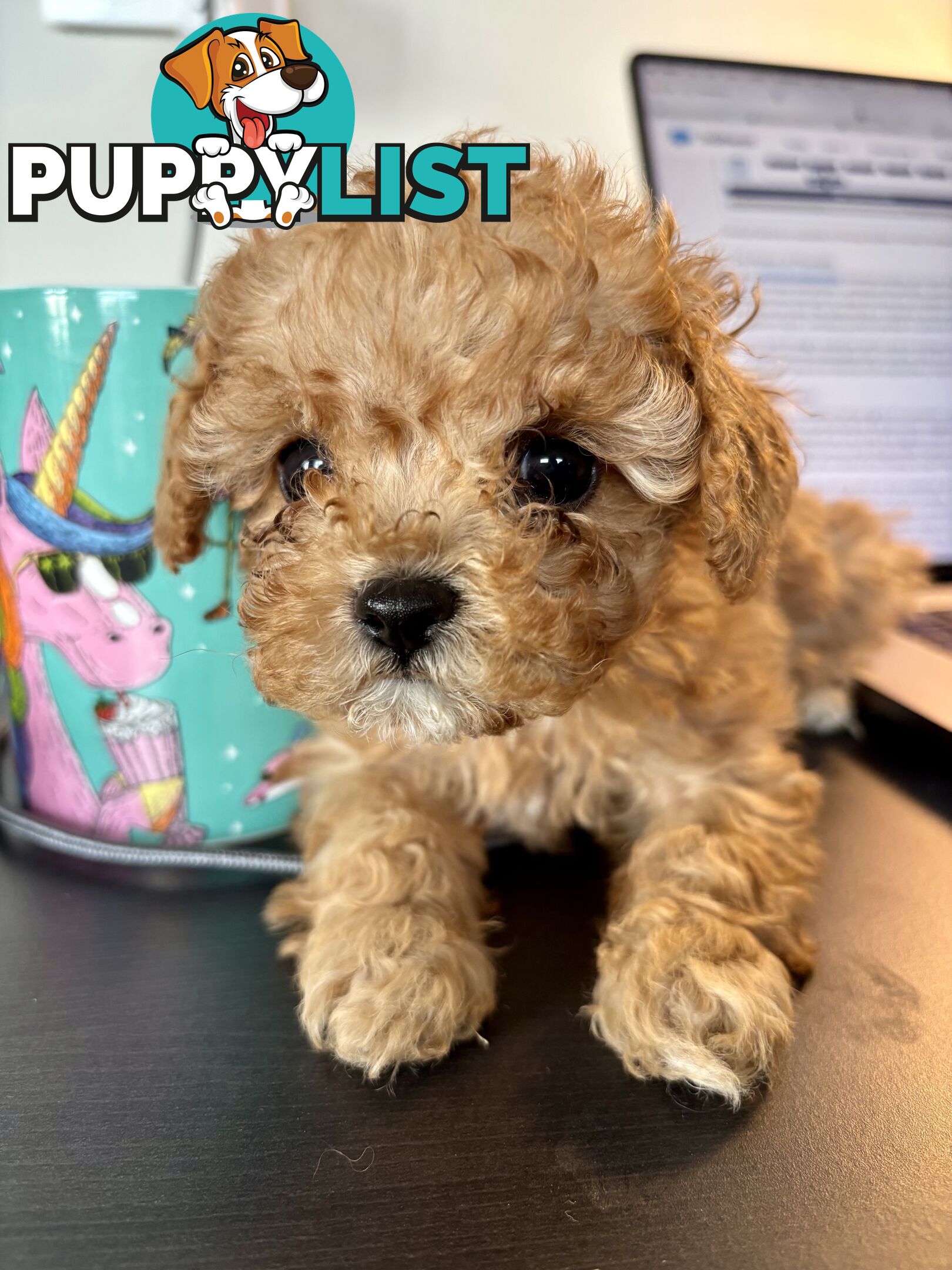 *** Tiny Teacup Toy Cavoodle Puppy. Perfect Christmas Present ***