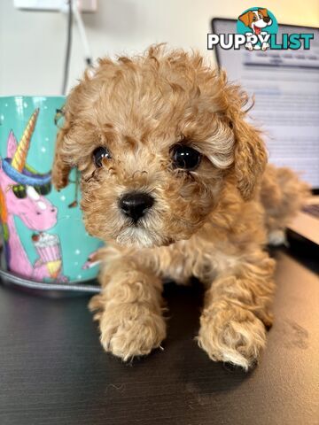 *** Tiny Teacup Toy Cavoodle Puppy. Perfect Christmas Present ***