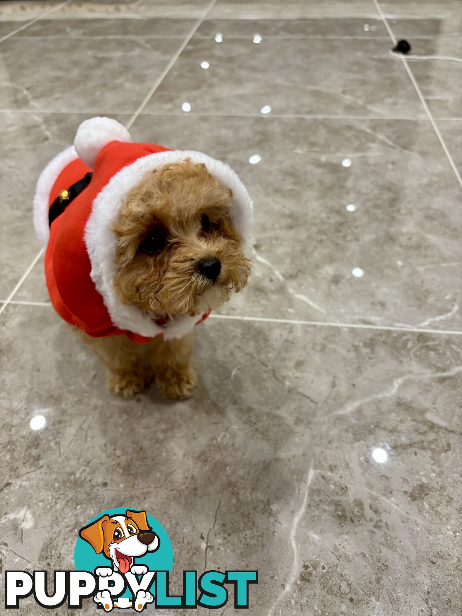 *** Tiny Teacup Toy Cavoodle Puppy. Perfect Christmas Present ***