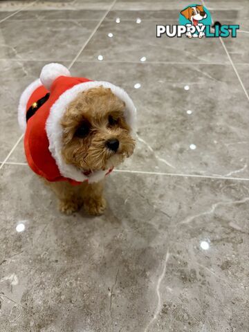 *** Tiny Teacup Toy Cavoodle Puppy. Perfect Christmas Present ***