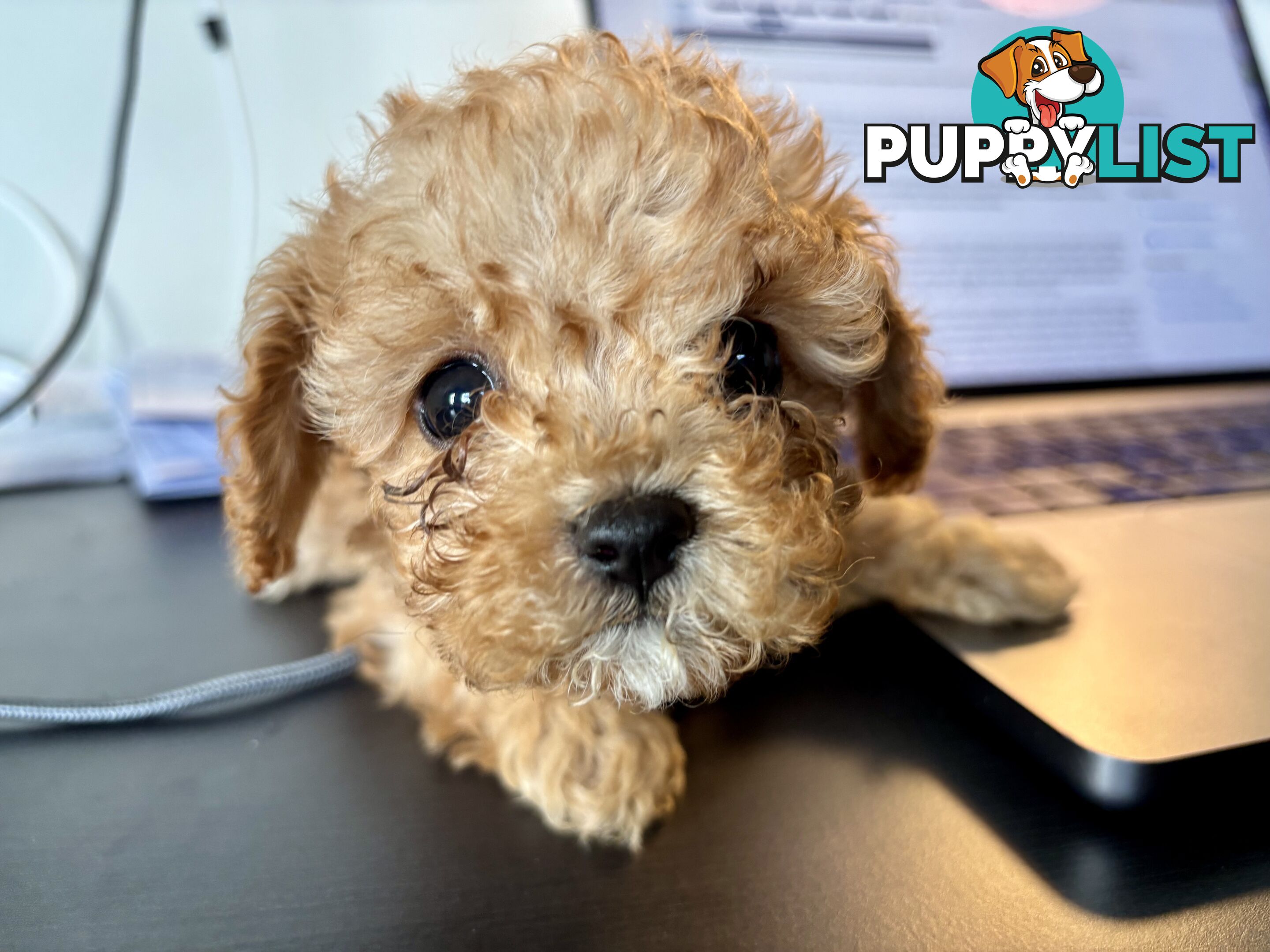 *** Tiny Teacup Toy Cavoodle Puppy. Perfect Christmas Present ***