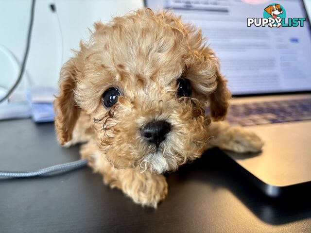 *** Tiny Teacup Toy Cavoodle Puppy. Perfect Christmas Present ***