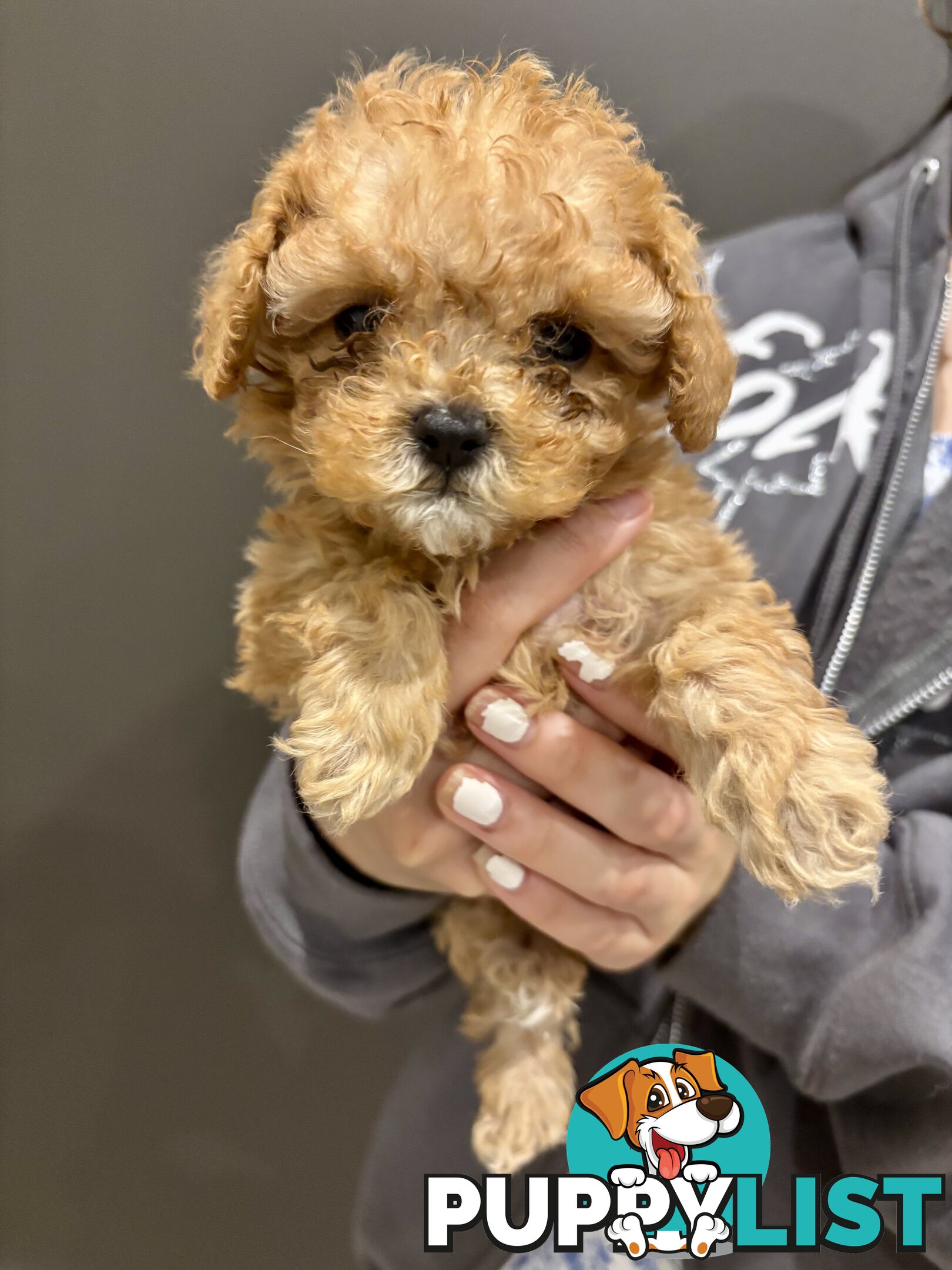 *** Tiny Teacup Toy Cavoodle Puppy. Perfect Christmas Present ***