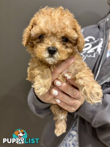 *** Tiny Teacup Toy Cavoodle Puppy. Perfect Christmas Present ***