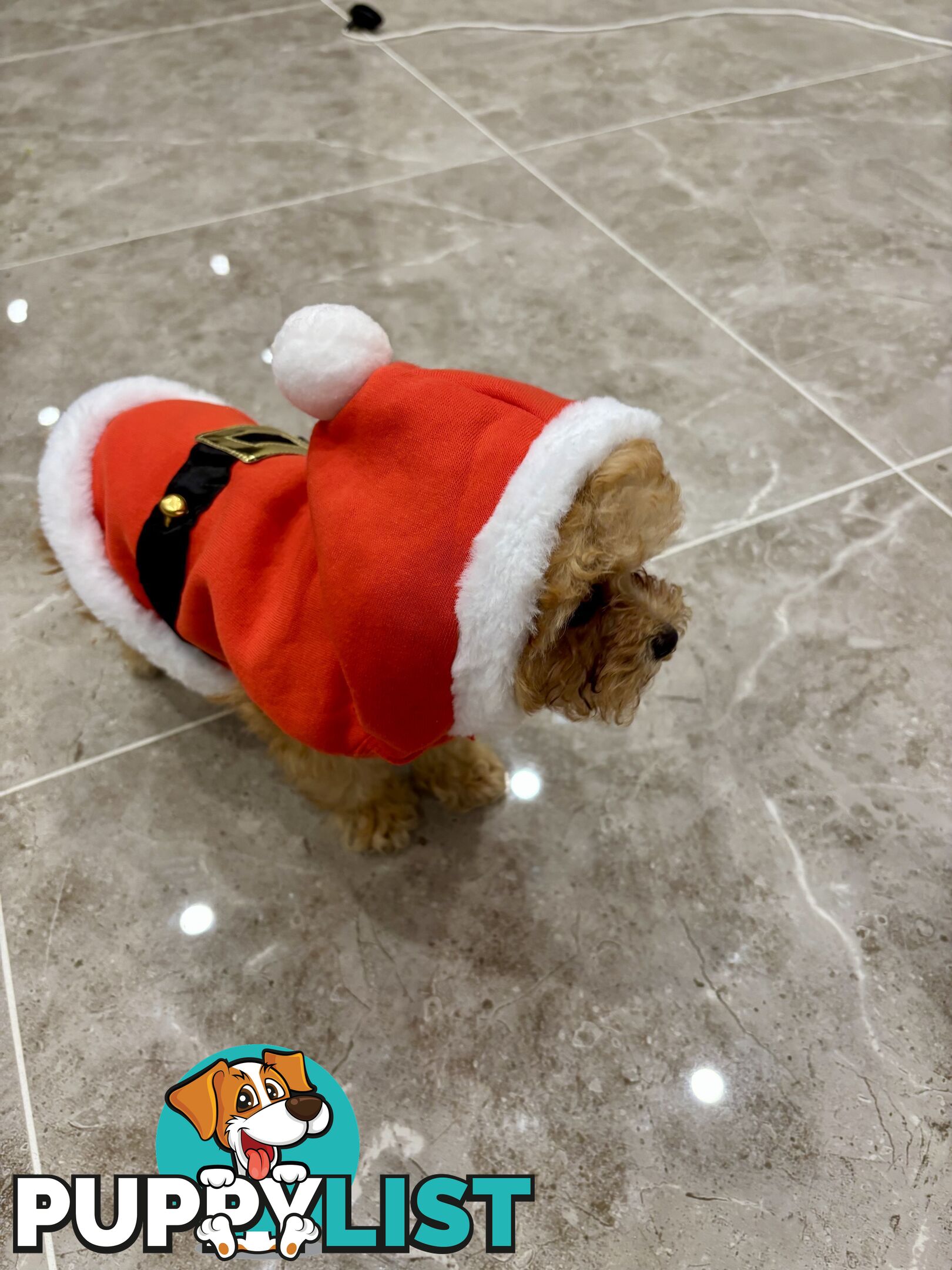 *** Tiny Teacup Toy Cavoodle Puppy. Perfect Christmas Present ***