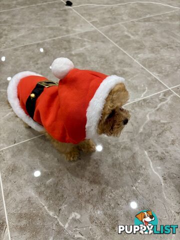 *** Tiny Teacup Toy Cavoodle Puppy. Perfect Christmas Present ***