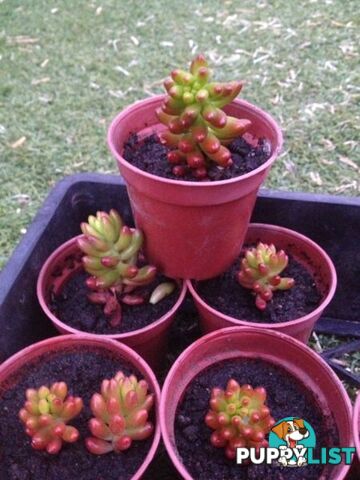 Plants- Succulents red jellybean